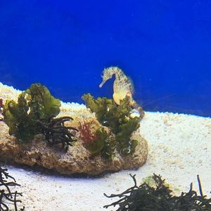 Meet your Posher, Willette